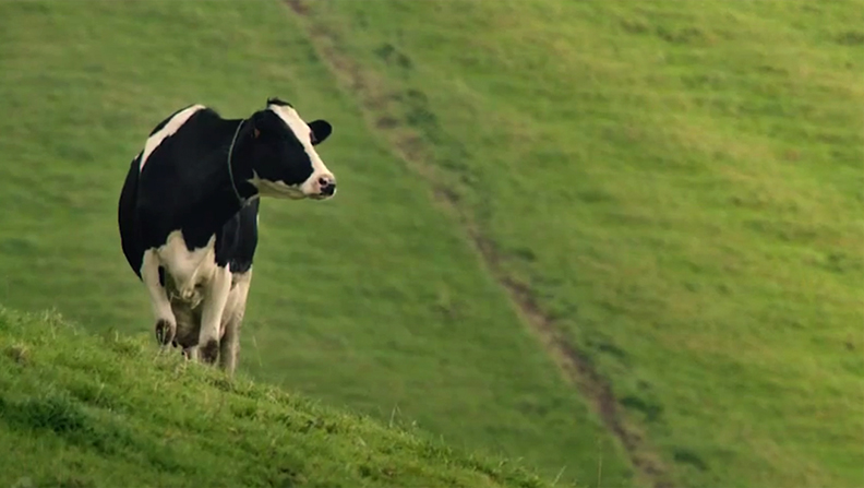 Ajudas para a alimentação animal em vigor nos Açores